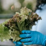 Intestinal Infection Outbreak Raises Concern Across the United States as Fresh Produce Comes Under Investigation