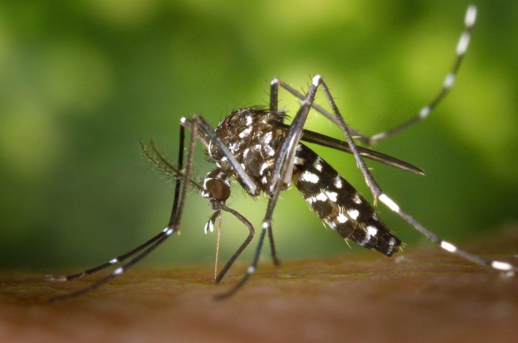 Experts Reinforce Dengue Prevention as Climate Changes Increase Health Risks